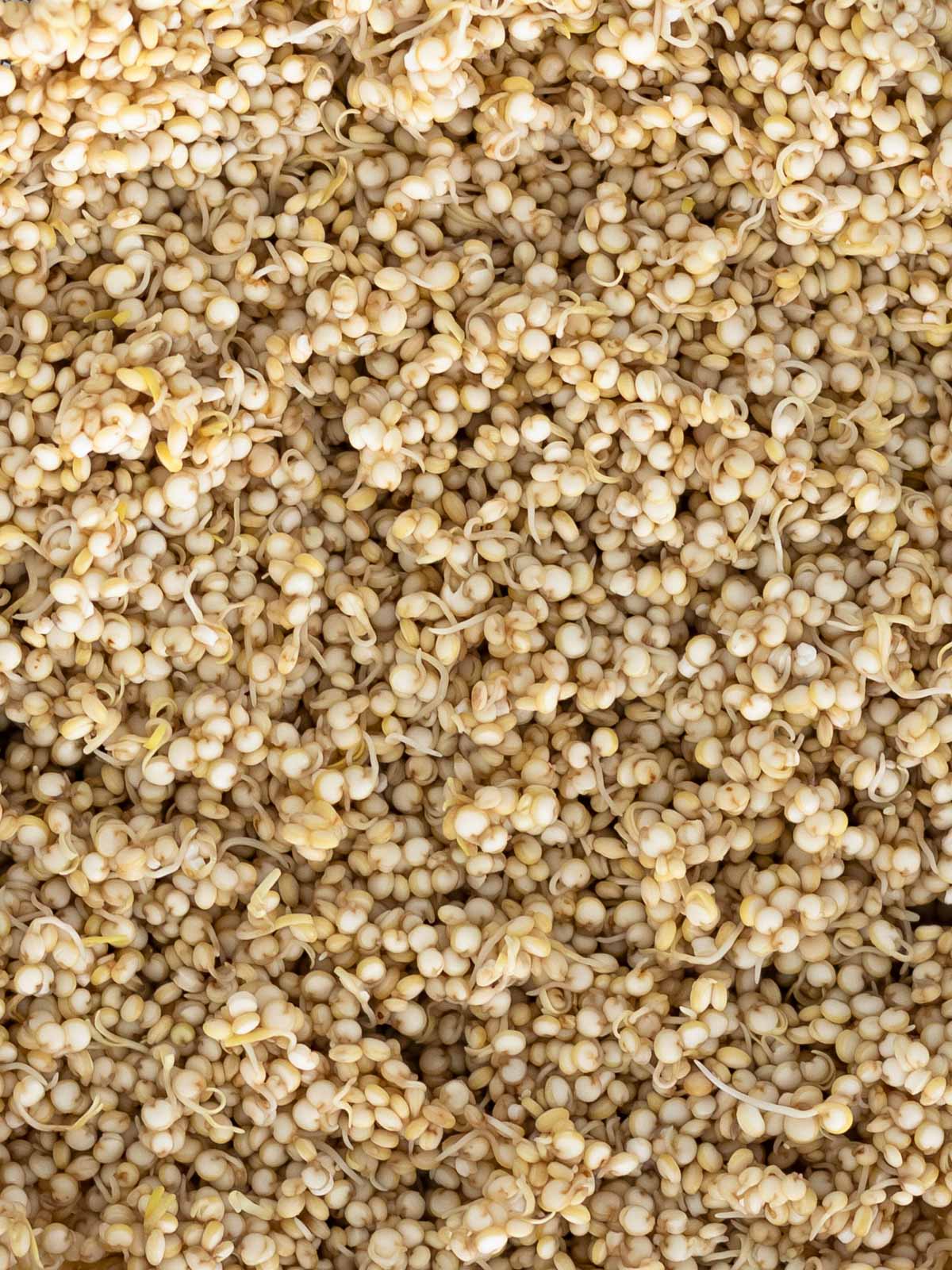 quinoa germinada